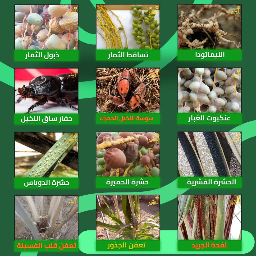 الامراض الشائعة التي تصيب النخيل