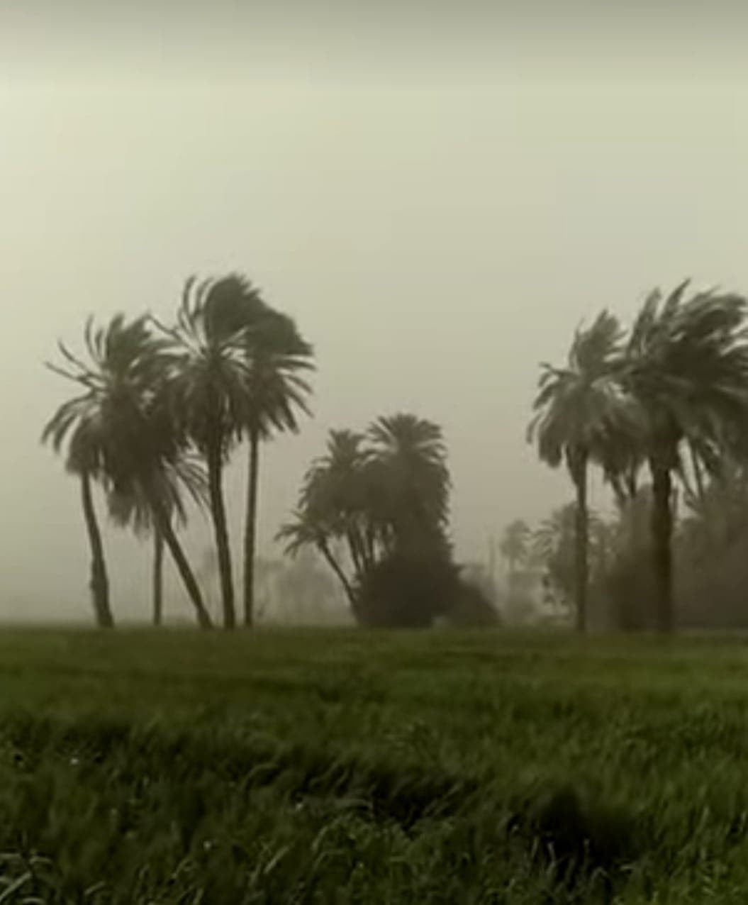تأثير الرياح على النخيل بصورة عامة وعلى  التمور بصورة خاصة